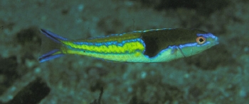  Pseudojuloides severnsi (Severn’s Pencil Wrasse)